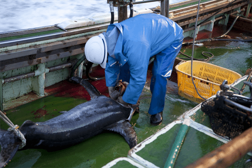 マグロ漁船の給料